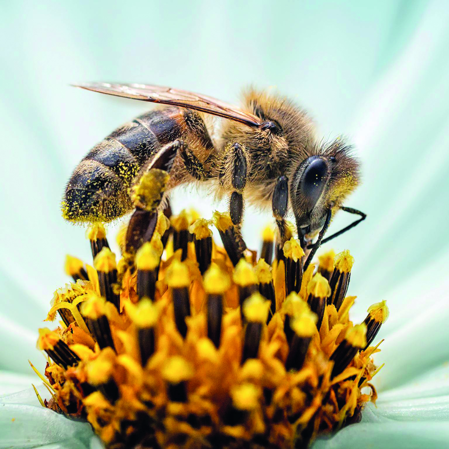 L’abeille, prodige de la nature
