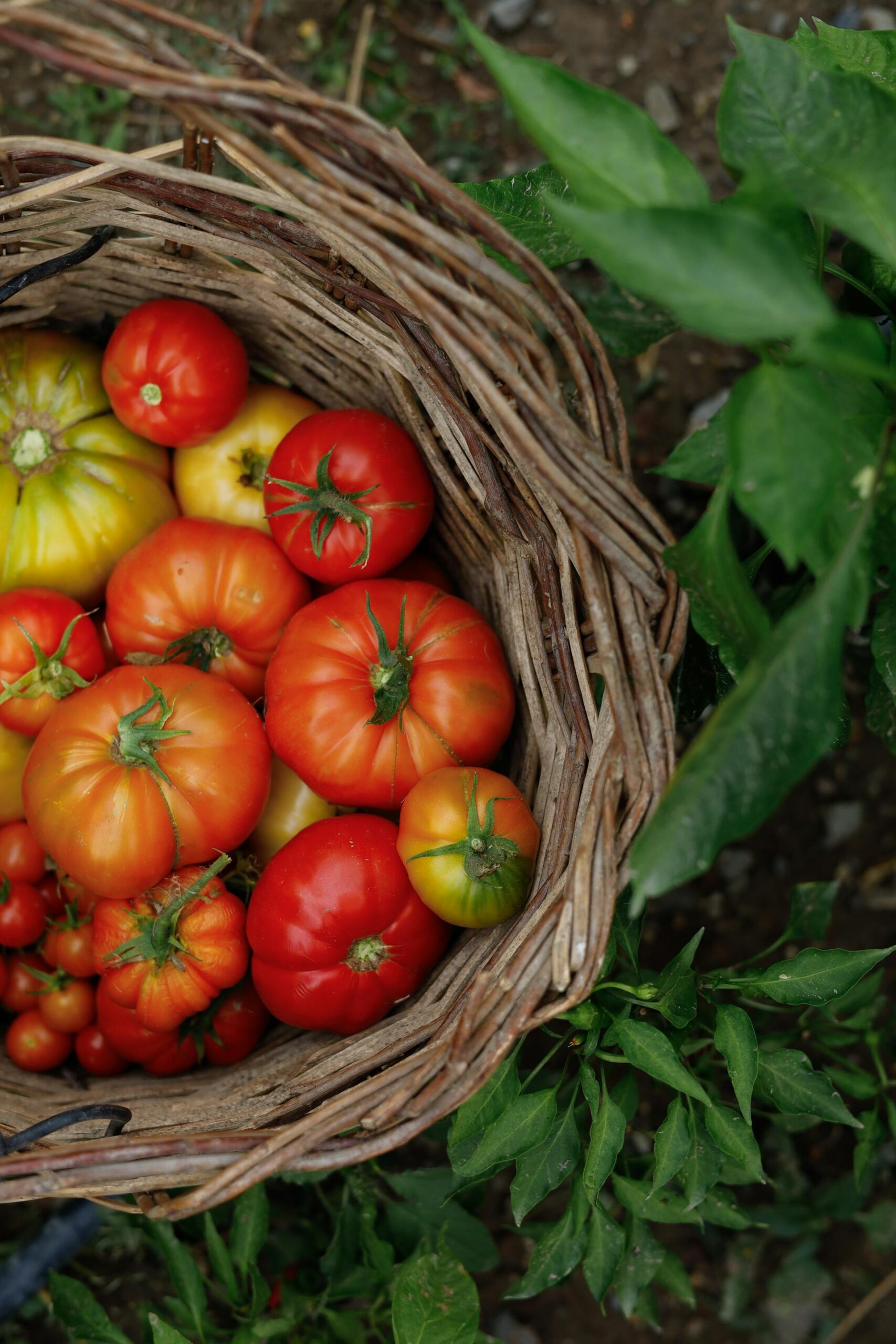 Tomates