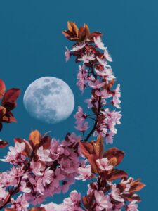 Pleine lune des fleurs