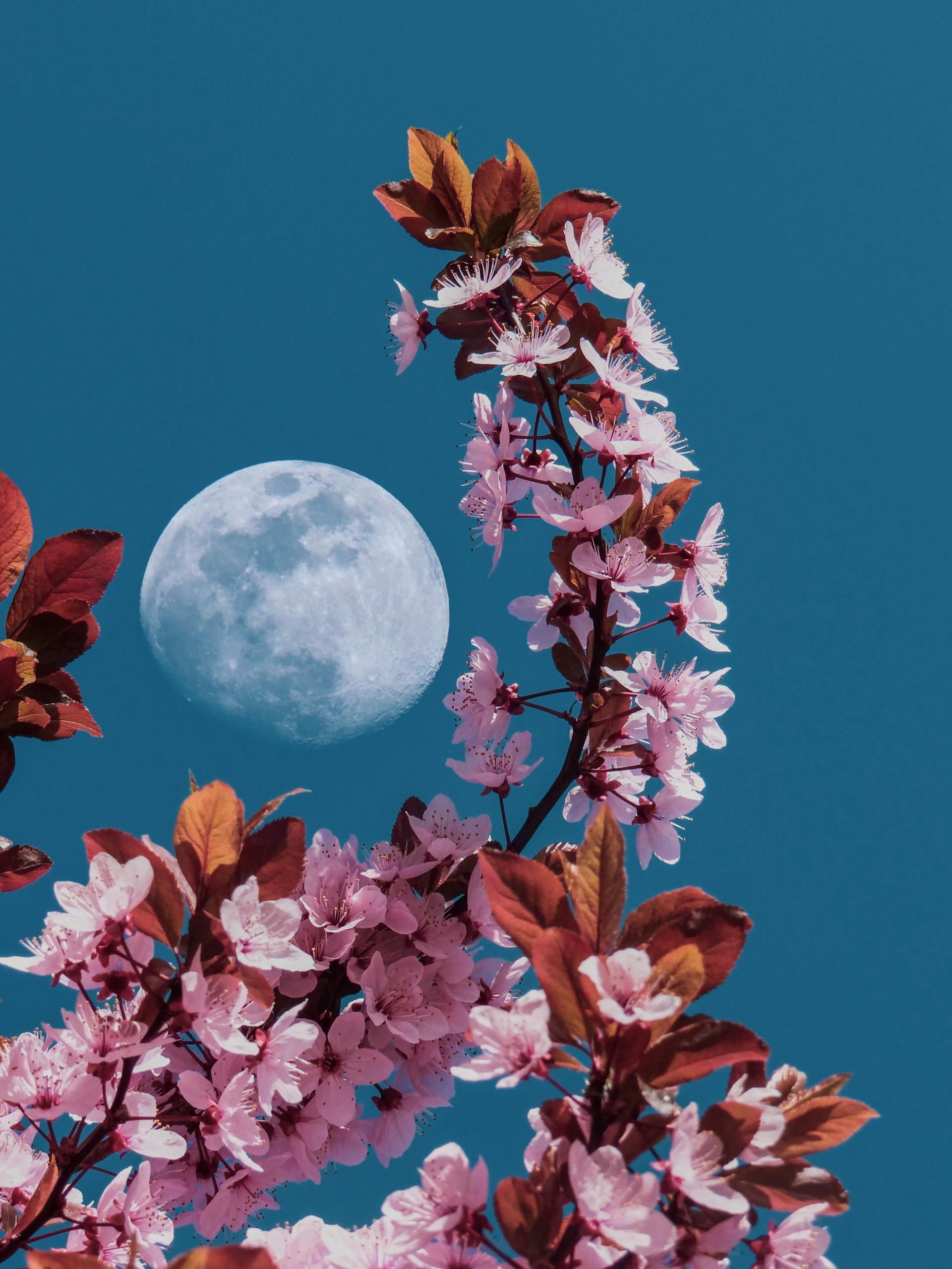 « Lune des Fleurs » ce 1er mai : ses effets sur votre vie amoureuse et professionnelle