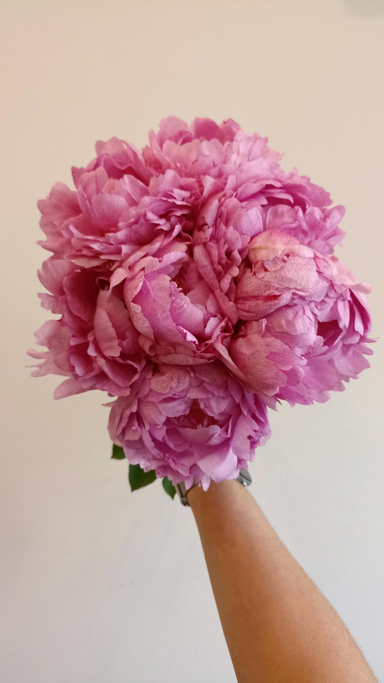 Cette astuce simple prolonge la durée de vie d&rsquo;un bouquet de pivoines