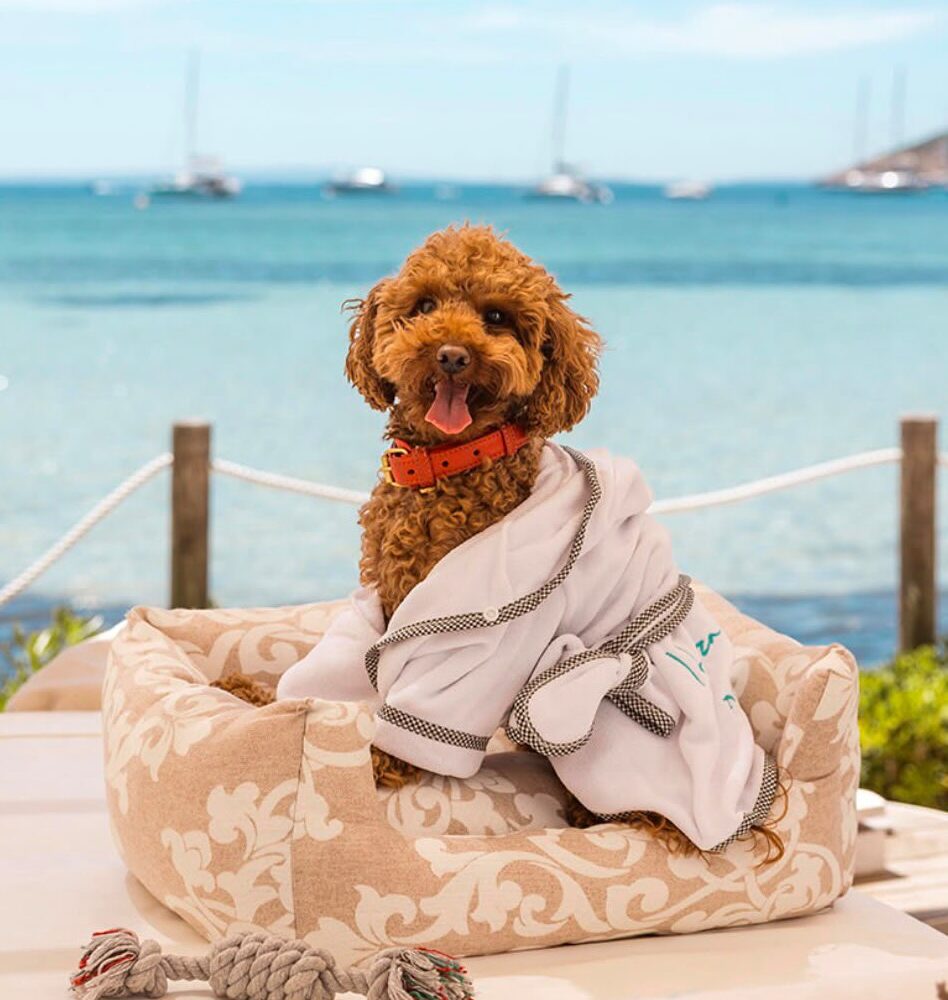 En vacances en Espagne ou au Portugal avec votre chien ? Les plus beaux hôtels « pet-friendly »