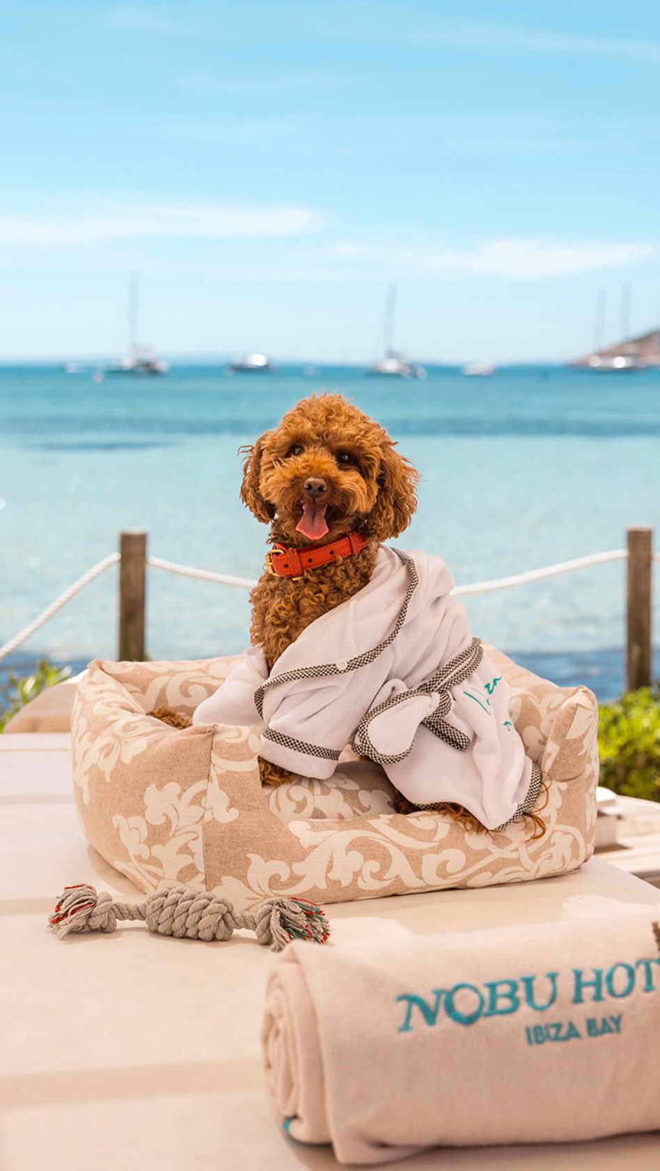 En vacances en Espagne ou au Portugal avec votre chien ? Les plus beaux hôtels « pet-friendly »