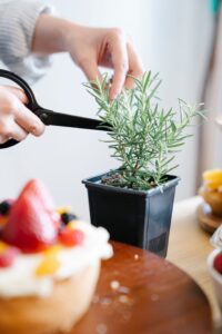 Herbe aromatique, plante