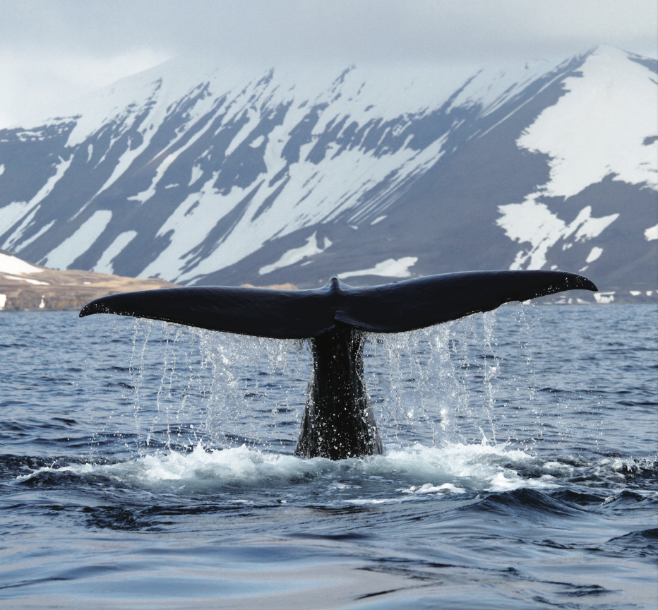 Baleine bleue en danger - nature renaissance