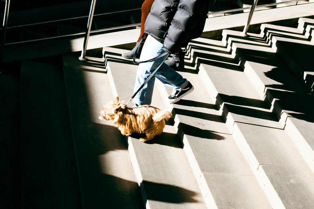 Une personne montant les escaliers avec un chien tenu en laisse.